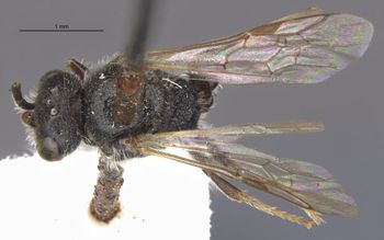 Media type: image;   Entomology 30460 Aspect: habitus dorsal view